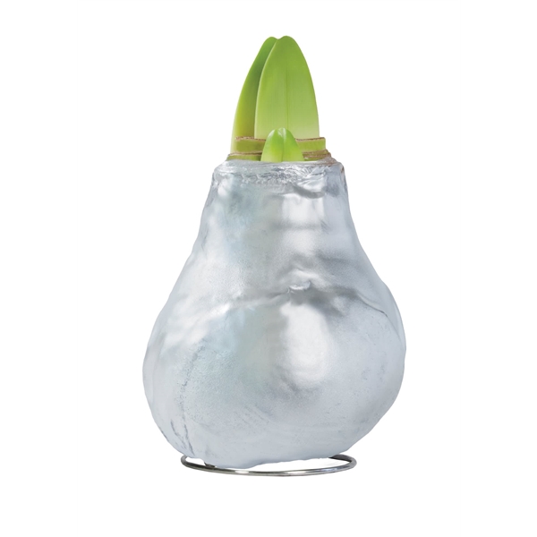 <h4>Amaryllis TOW Gloss Silver, rode bloem, Tray 236</h4>