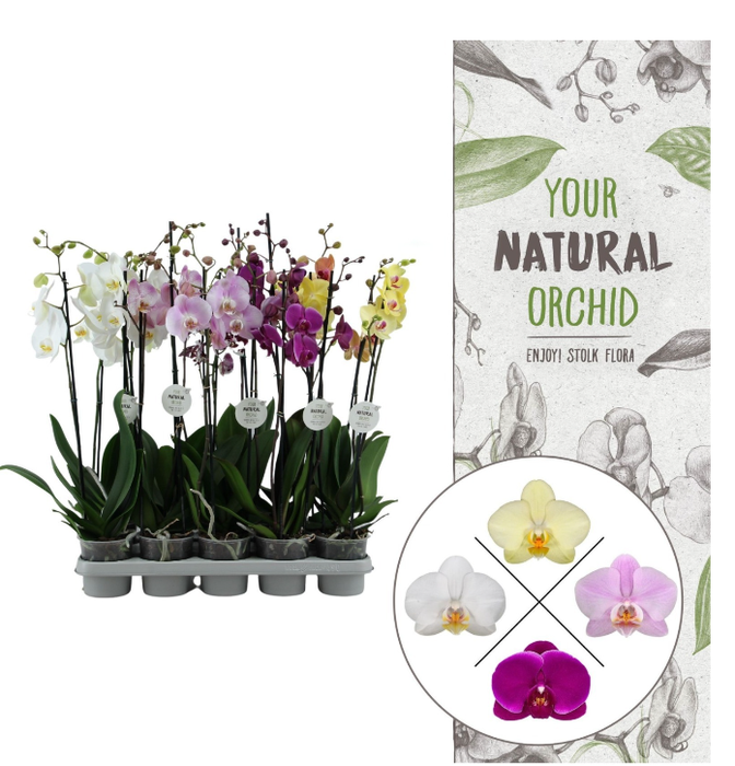 Phalaenopsis gemengd