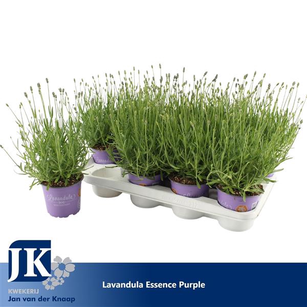 <h4>Lavandula Essence Purple</h4>