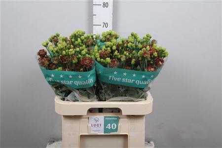 <h4>Eus G Rosanne D Terracotta</h4>