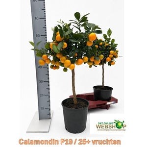 CITR MICROCARPA