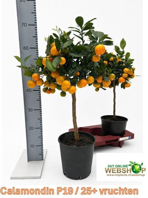 <h4>CITR MICROCARPA</h4>
