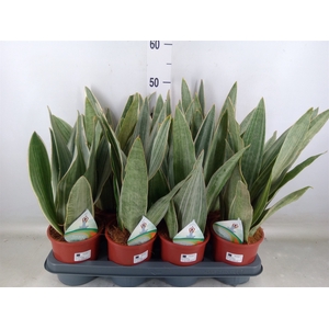 Sansevieria trifa.   ...