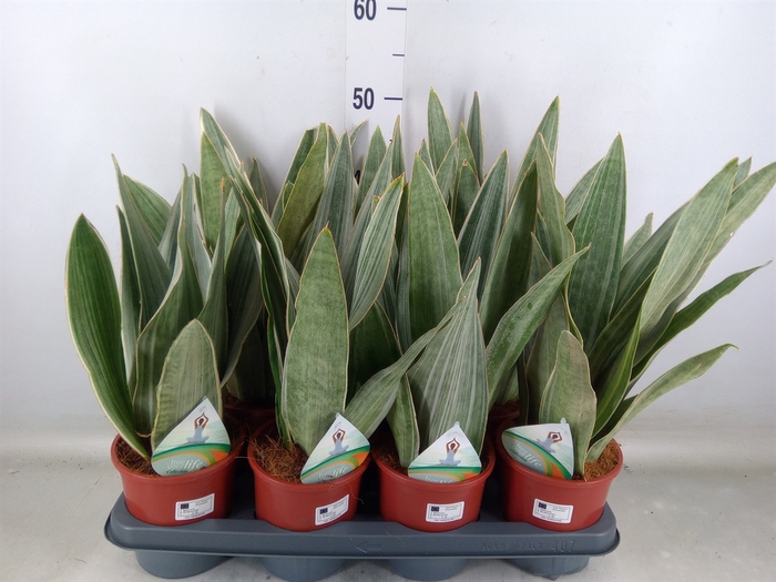 <h4>Sansevieria trifa.   ...</h4>