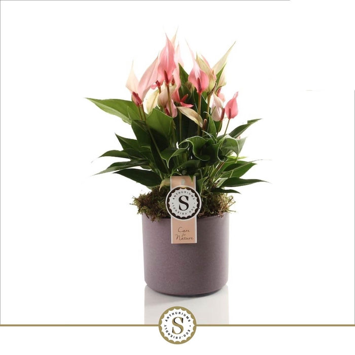 <h4>Bari Keramiek Purple - Lilli 12cm</h4>