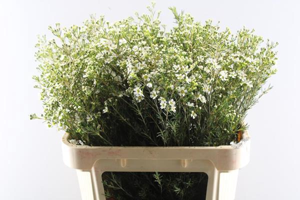 <h4>Chame Jupiter Moon</h4>