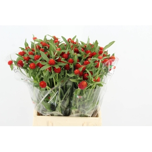 GOMPHRENA RED
