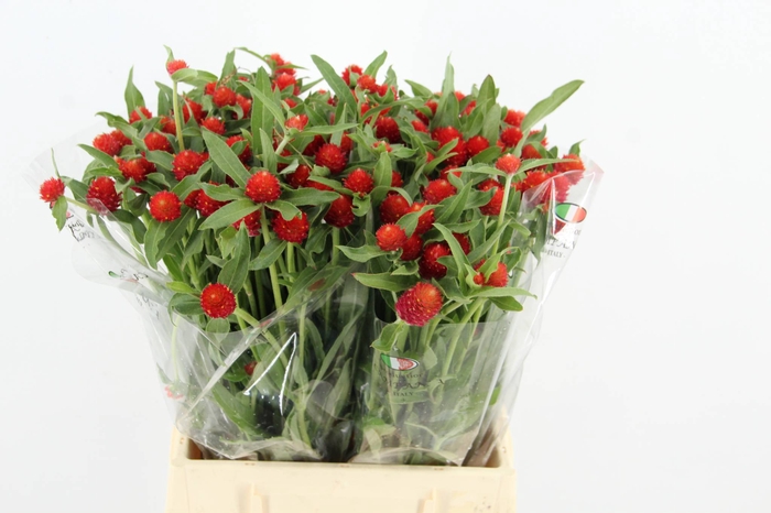 <h4>GOMPHRENA RED</h4>