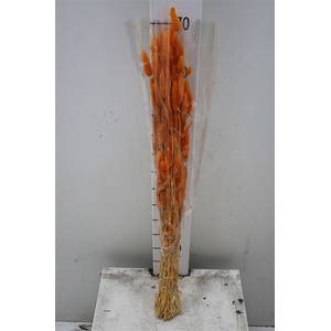 Dried Lagurus Orange