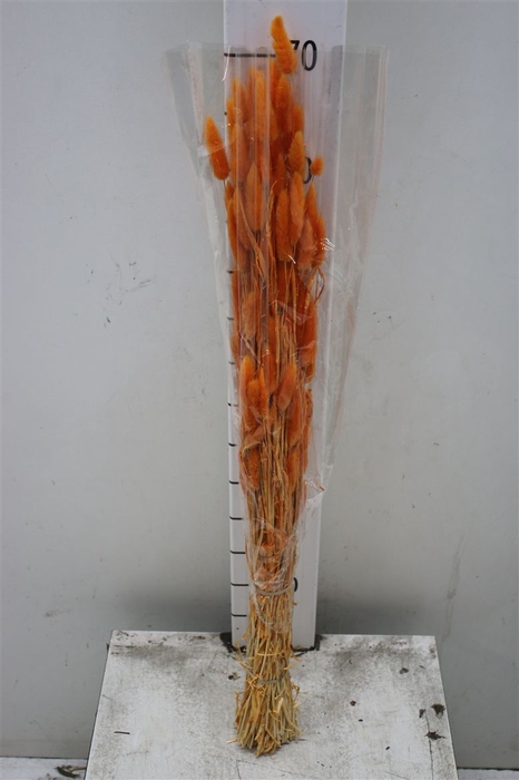 <h4>Dried Lagurus Orange</h4>