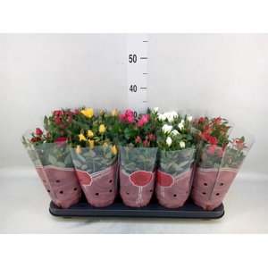 Rosa  'Star Roses'   ...mix 4