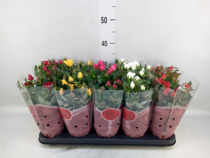 <h4>Rosa  'Star Roses'   ...mix 4</h4>