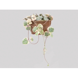 CEROPEGIA WOODII VARIEGATA C08 PENDENTE