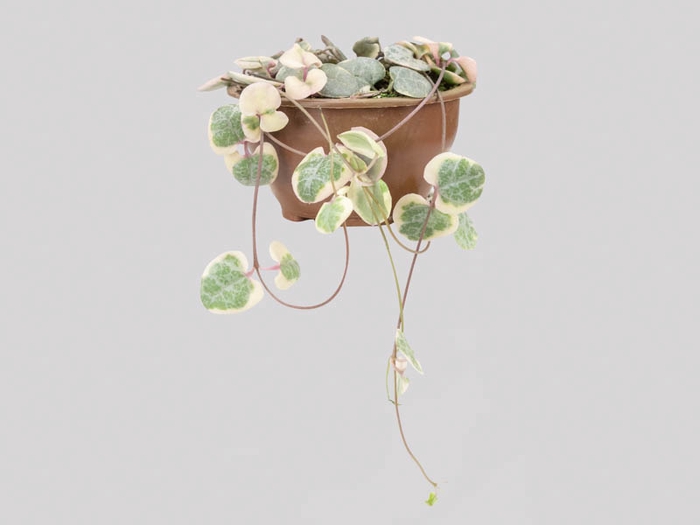 <h4>CEROPEGIA WOODII VARIEGATA C08 PENDENTE</h4>