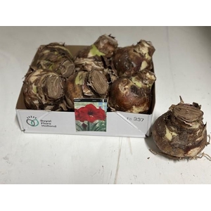 BLOEMBOL HIPPEASTRUM