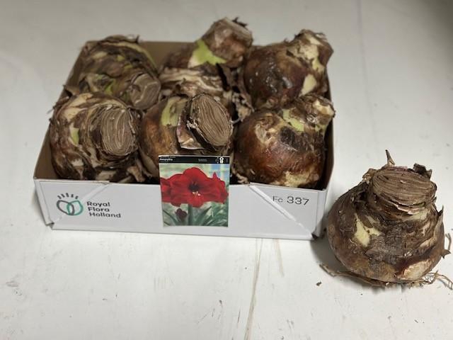 <h4>BLOEMBOL HIPPEASTRUM</h4>