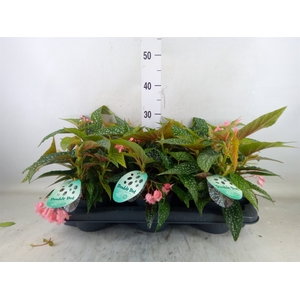 Begonia BD 'Double Dot'