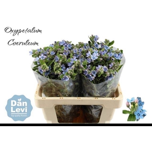 OXY CO TAN PURE BLU