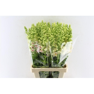 Antirrhinum Maryland Appleblossom