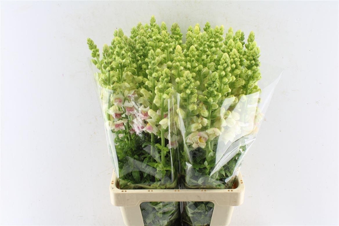 <h4>Antirrhinum Maryland Appleblossom</h4>