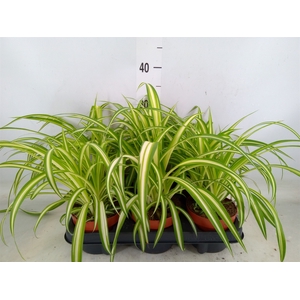 Chlorophytum com. 'Variegatum'