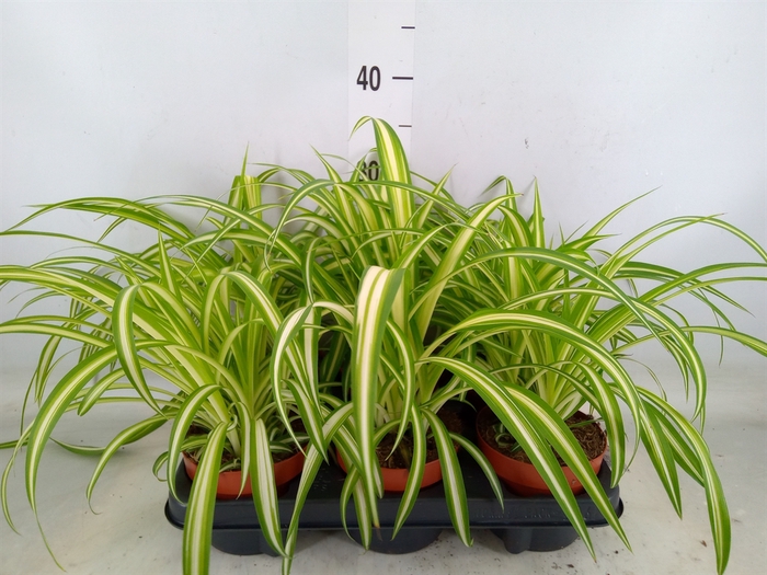 <h4>Chlorophytum com. 'Variegatum'</h4>
