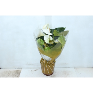 ANTHURIUM SUMI P17