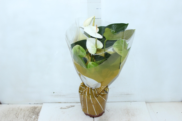 <h4>ANTHURIUM SUMI P17</h4>