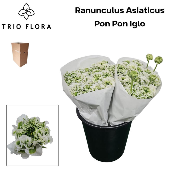 <h4>RAN PON PON IGLOO Aqua Box 60</h4>