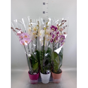 Phalaenopsis   ...mix