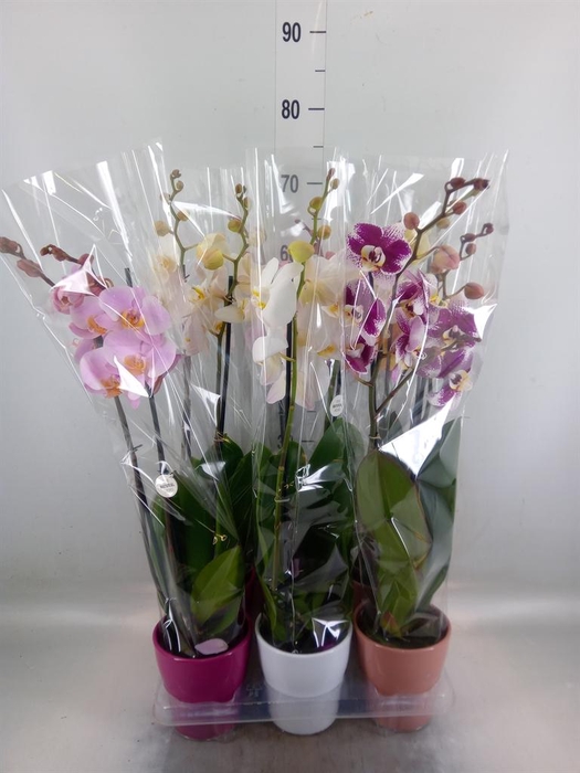 <h4>Phalaenopsis   ...mix</h4>