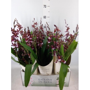 Burrageara  'Barrocco Red'