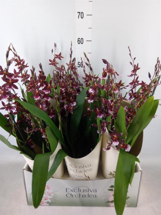 <h4>Burrageara  'Barrocco Red'</h4>