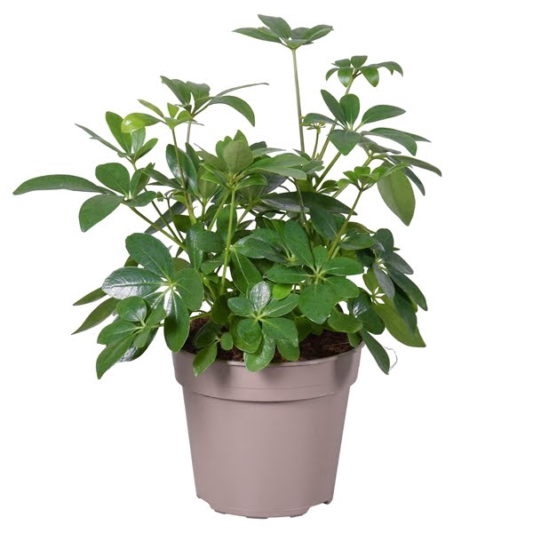 <h4>Schefflera Arboricola</h4>