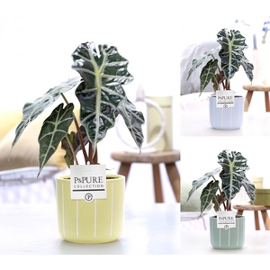 Alocasia Polly in P&PURE Fleur ceramics ass. 3