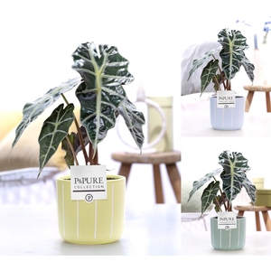 Alocasia Polly in P&PURE Fleur ceramics ass. 3