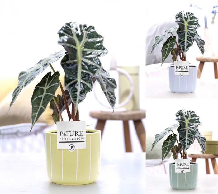 <h4>Alocasia Polly in P&PURE Fleur ceramics ass. 3</h4>