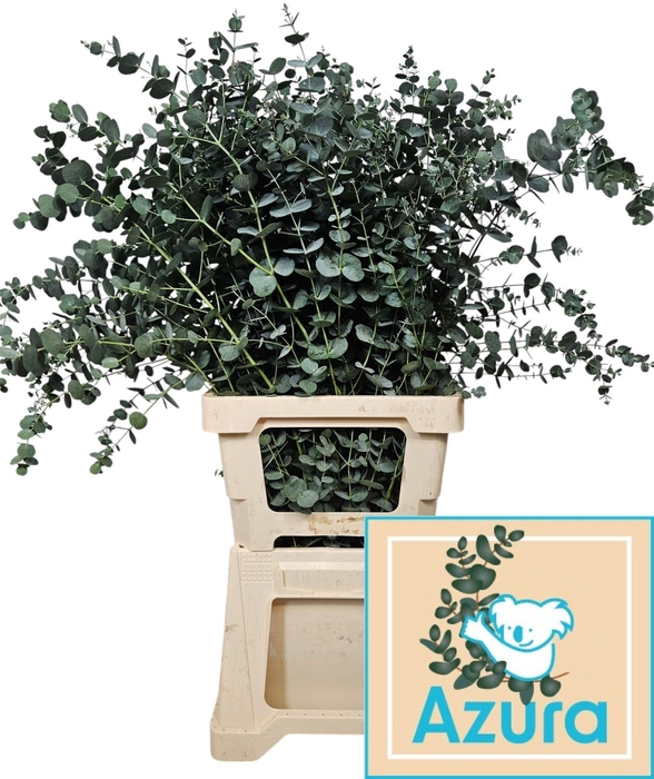 <h4>EUCA GU AZURA</h4>