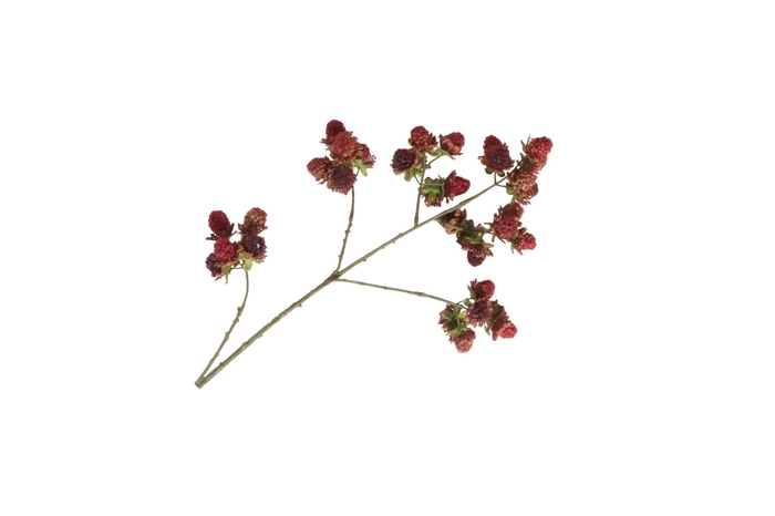 <h4>BLACKBERRY BRANCH LV330153BUR</h4>