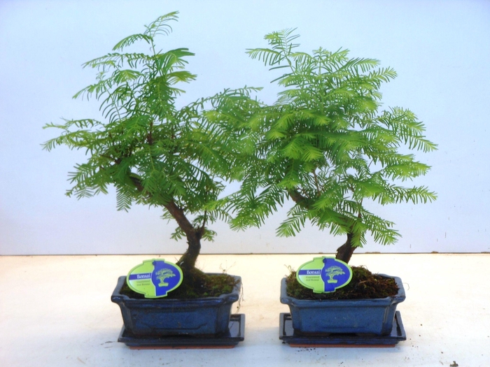 <h4>metasequoia glyptostroboides 19 cm shape, with drip tray</h4>
