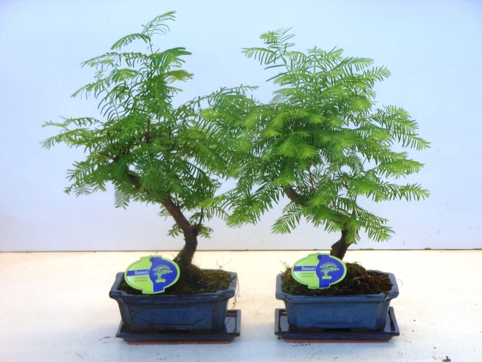 <h4>metasequoia glyptostroboides 19 cm shape, with drip tray</h4>