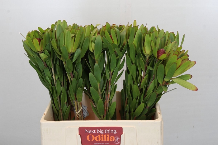 Leucadendron Rosette