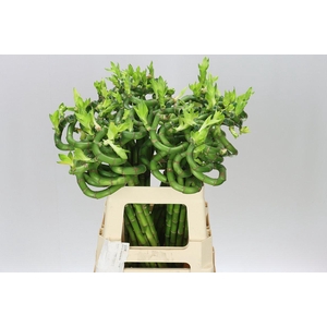 Lucky Bamboo Twisted