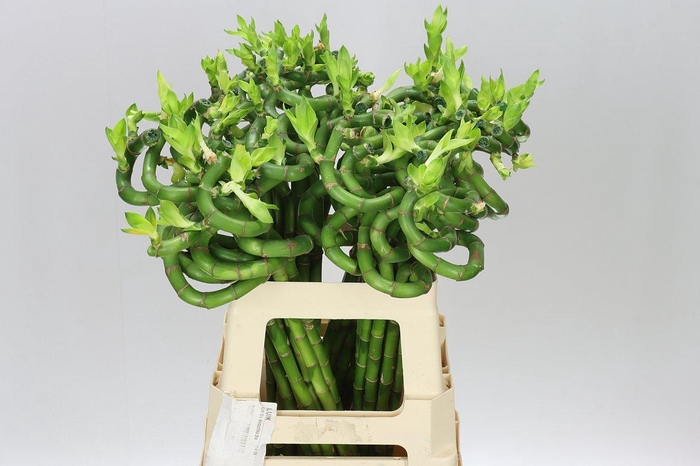 <h4>Lucky Bamboo Twisted</h4>