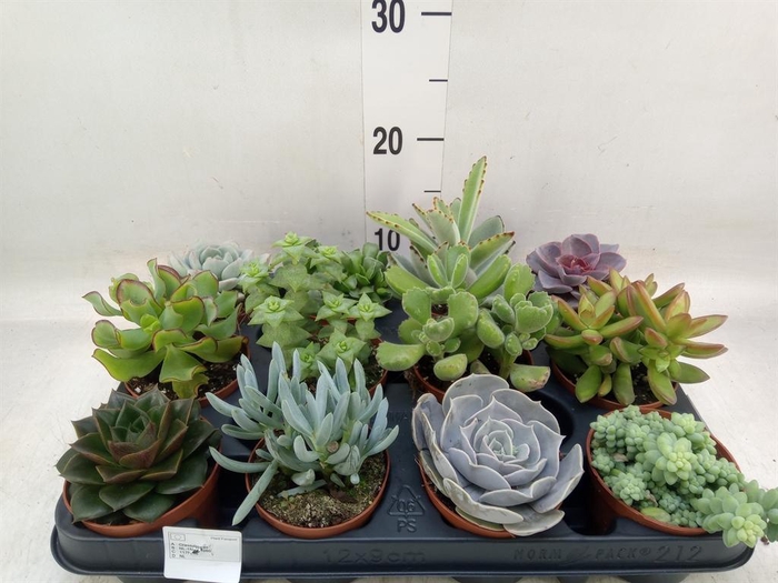 <h4>Succulents   ...</h4>
