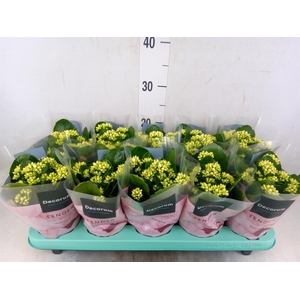 Kalanchoe blos. 'Serenity Silk'