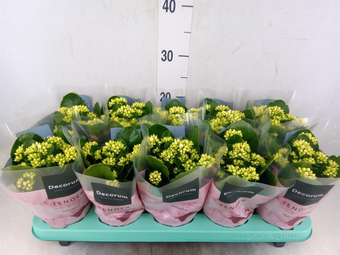 <h4>Kalanchoe blos. 'Serenity Silk'</h4>