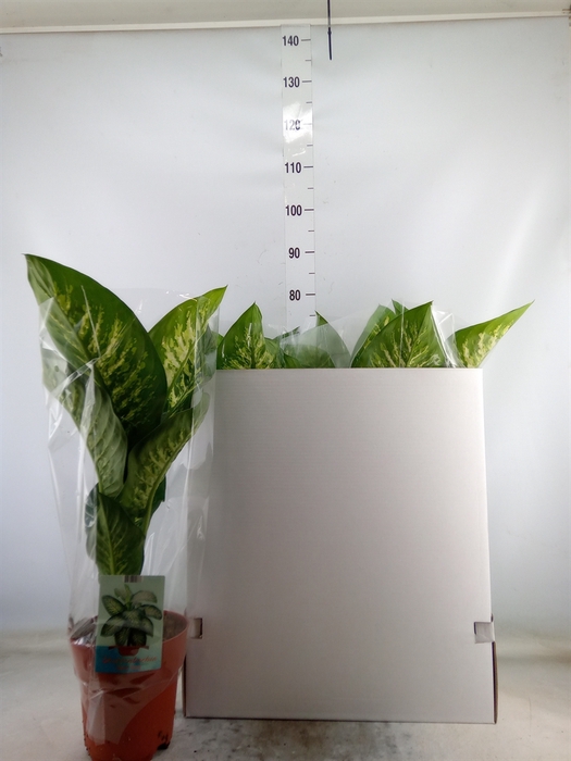 <h4>Dieffenbachia seg. 'Tropic Snow'</h4>