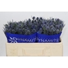 Eryngium Blue Dynamite