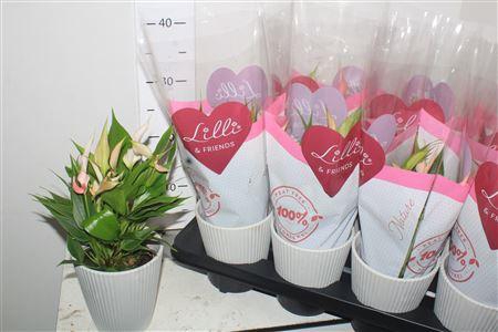 <h4>Anthu Lilli Decopotten</h4>